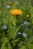 Inula orientalis