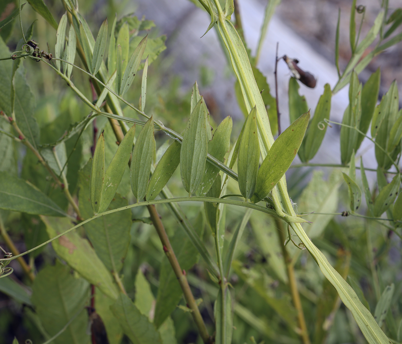 Изображение особи Lathyrus palustris.