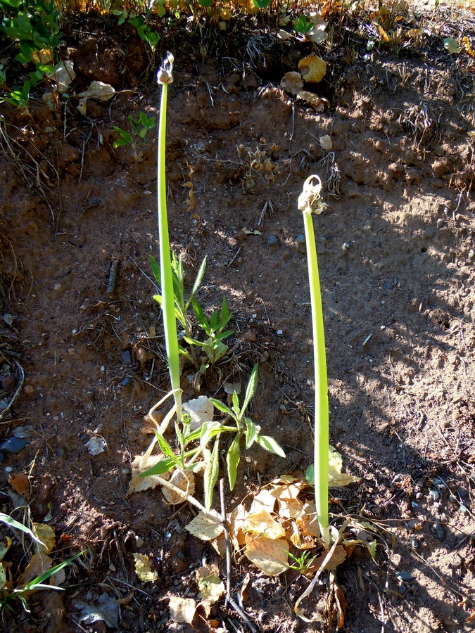 Image of Allium &times; proliferum specimen.