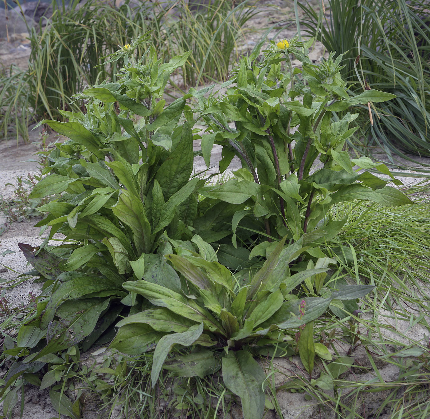 Image of Inula britannica specimen.