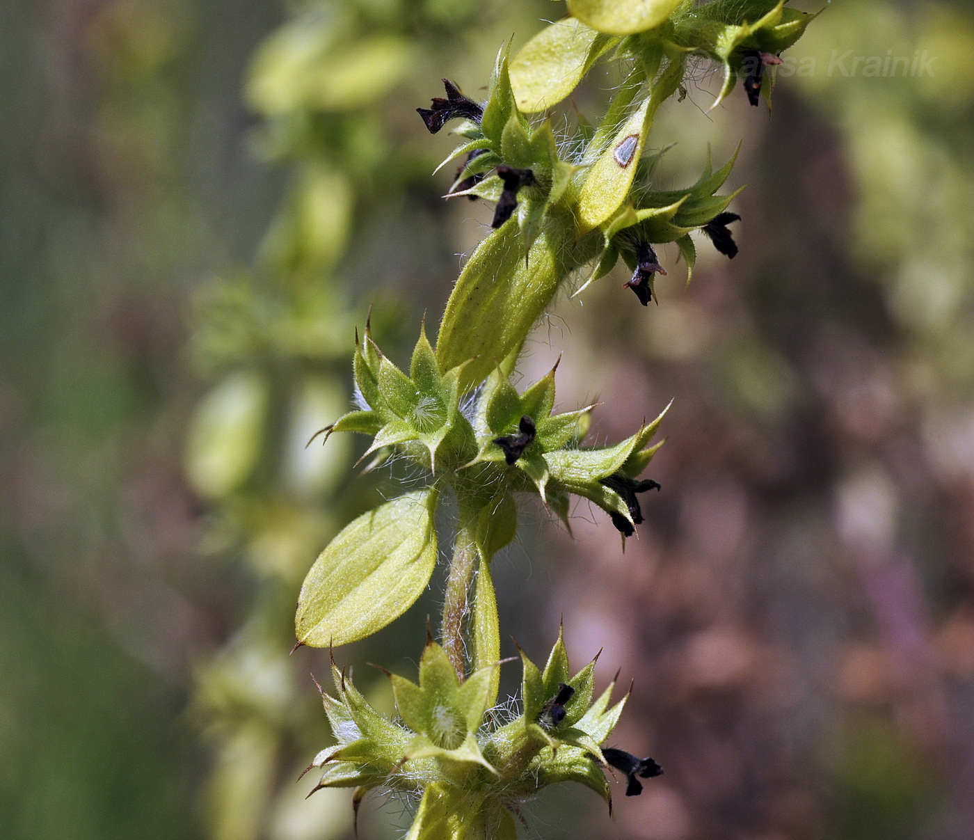 Image of Sideritis montana specimen.