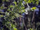 Salix aegyptiaca