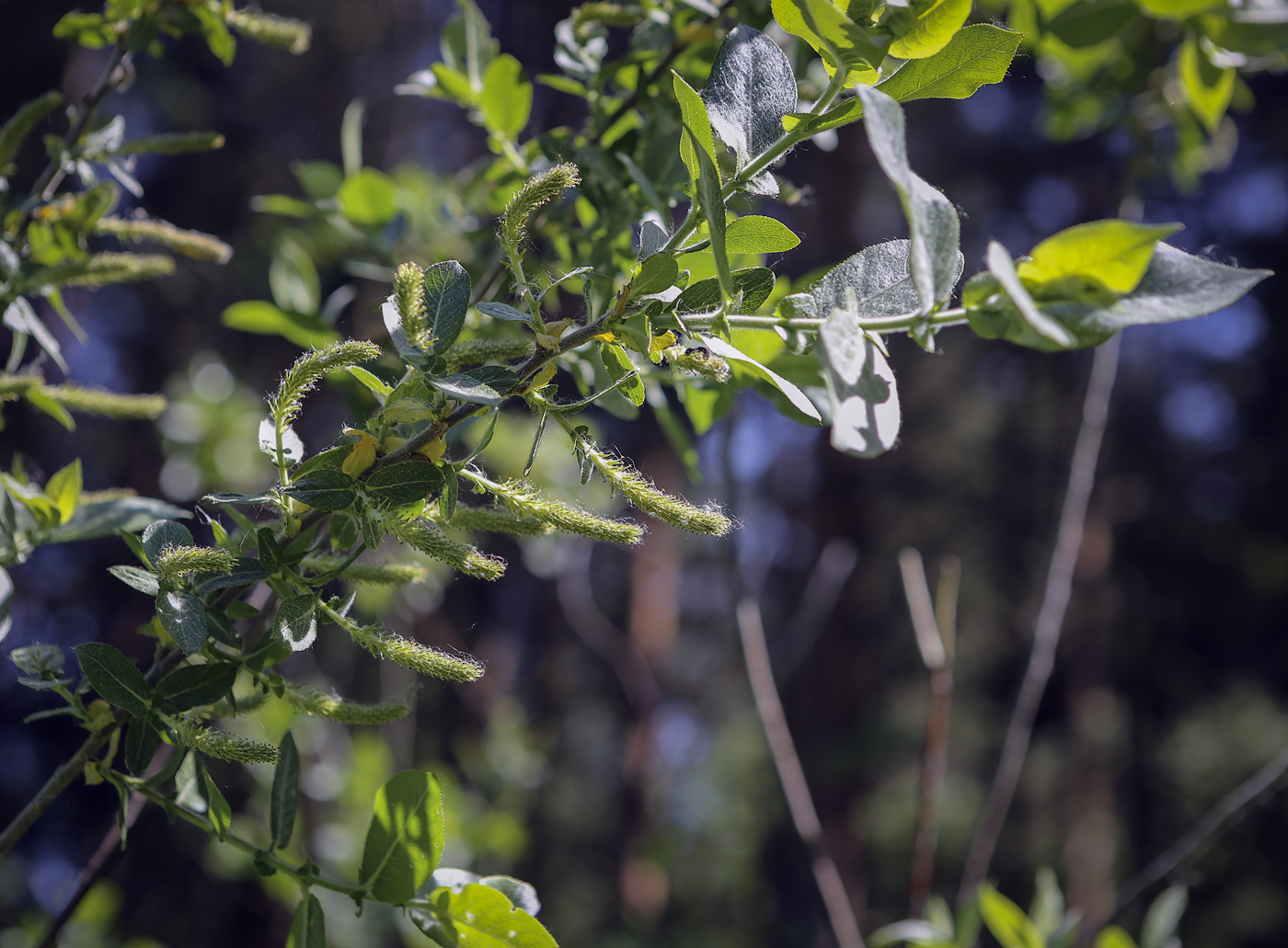 Изображение особи Salix aegyptiaca.