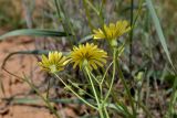 Lagoseris obovata