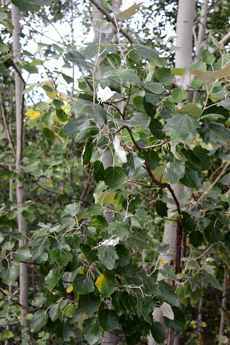 Image of Populus &times; canescens specimen.