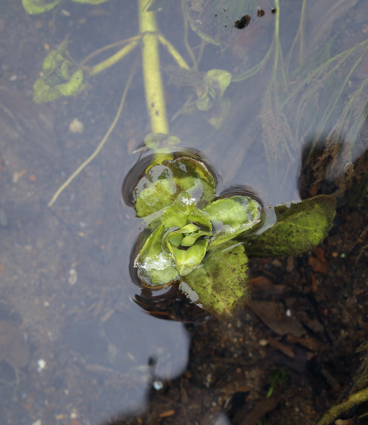 Image of Veronica beccabunga specimen.