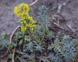 Sedum reflexum. Соцветие и верхушки побегов. Пермский край, г. Пермь, Кировский р-н, клумба у жилого дома. 17.07.2022.