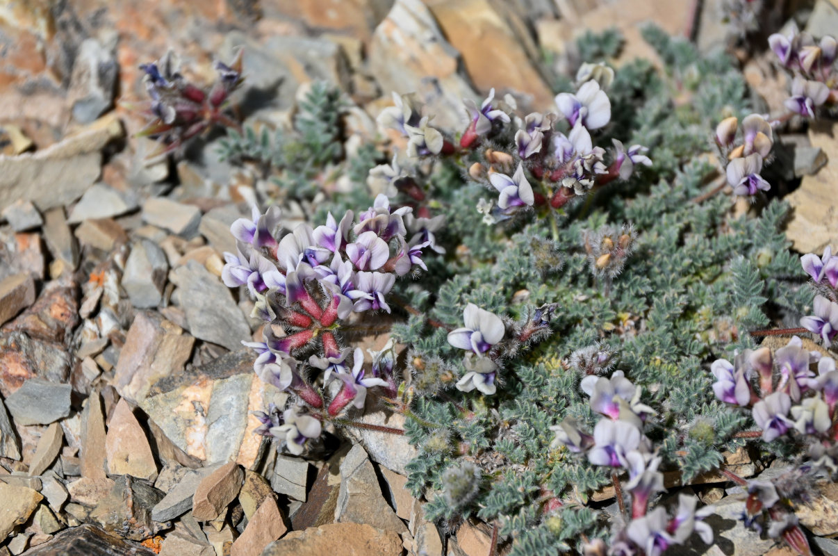 Image of Oxytropis alajica specimen.