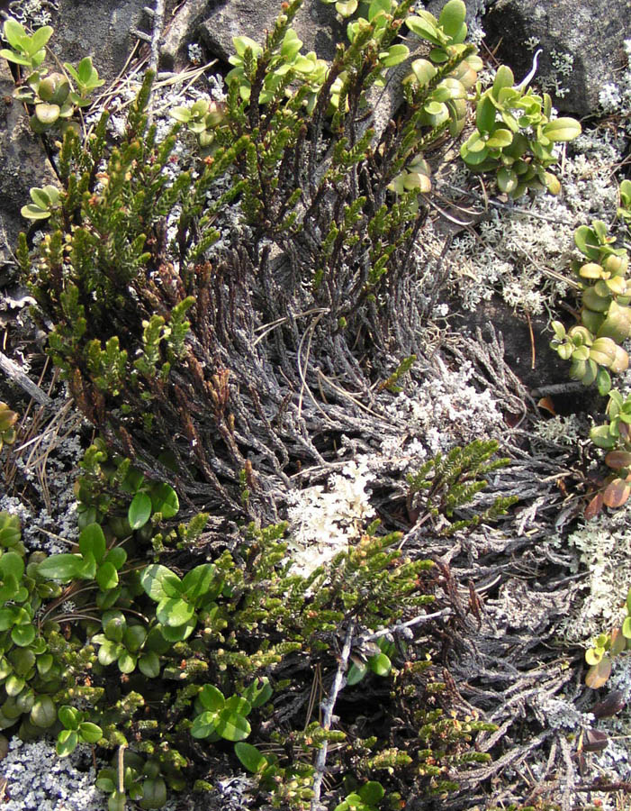 Изображение особи Cassiope ericoides.