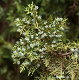 Platycladus orientalis. Ветвь с молодыми шишками и мужскими стробилами. Краснодарский край, м/о Анапа, пос. Витязево, ул. Знойная, в озеленении. 29.05.2021.