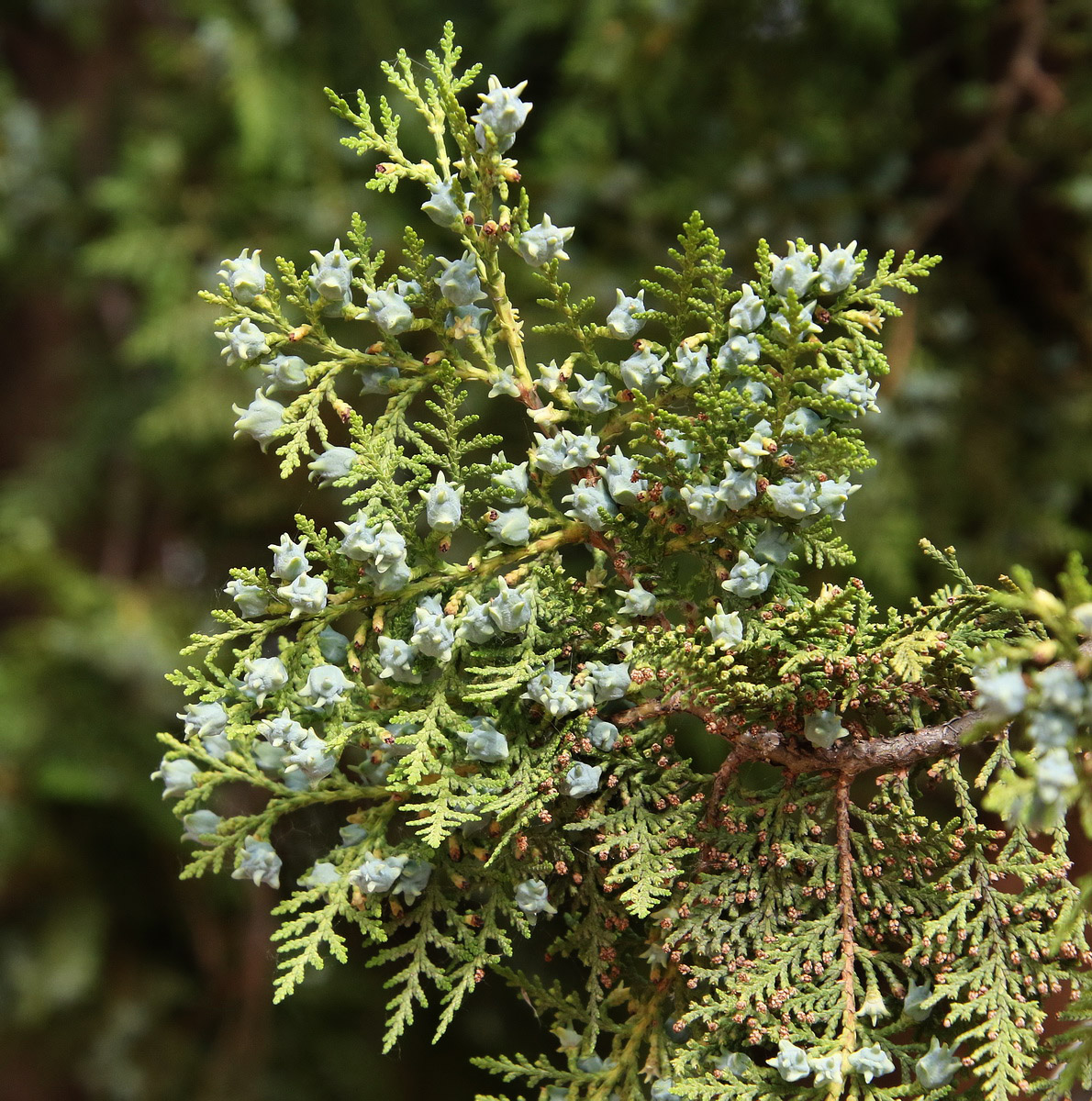 Изображение особи Platycladus orientalis.