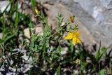 Hypericum perforatum