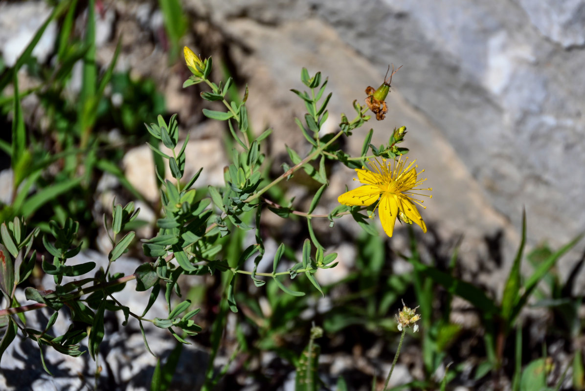 Изображение особи Hypericum perforatum.