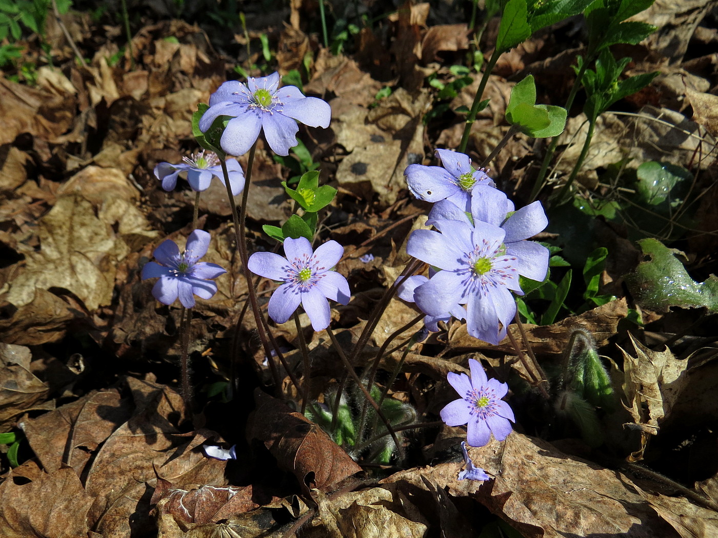 Изображение особи Hepatica nobilis.