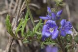 Veronica capsellicarpa