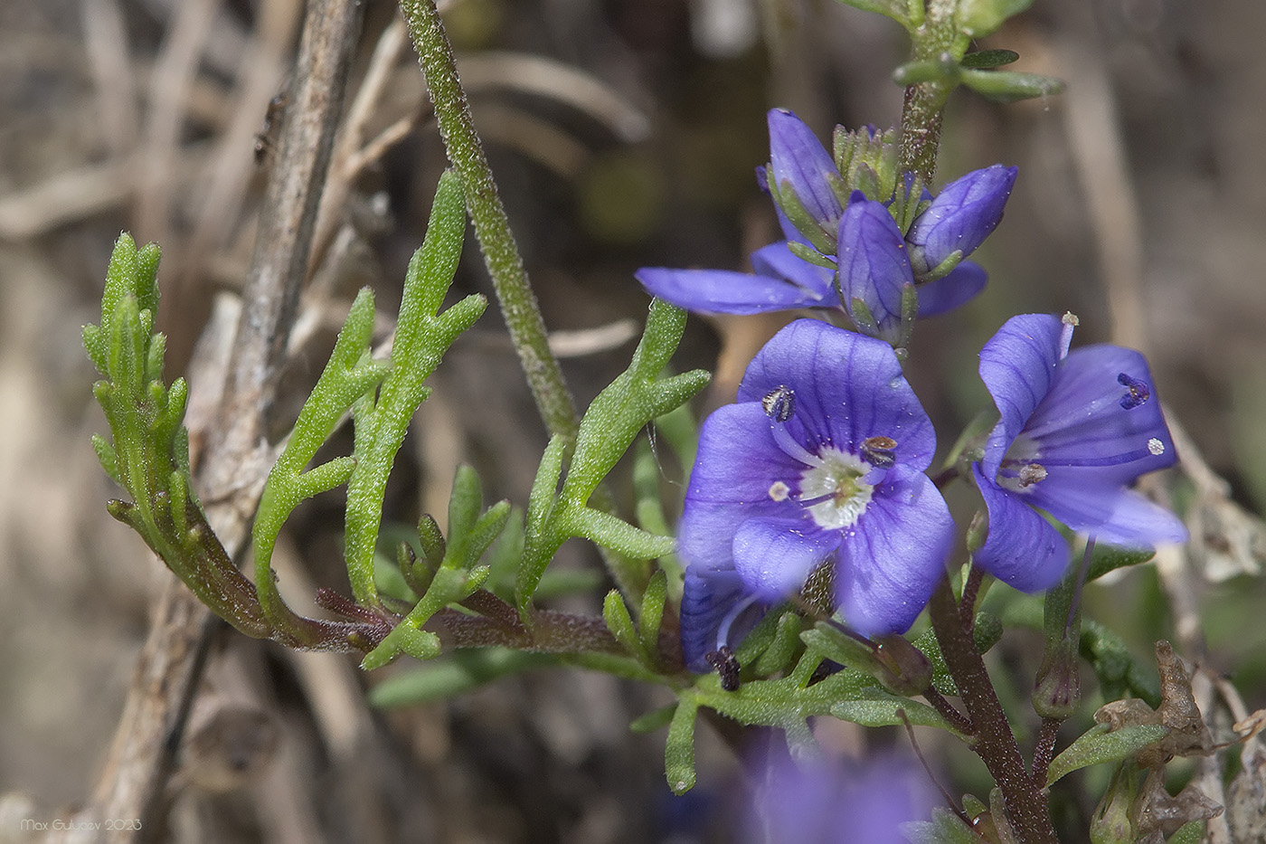 Image of Veronica capsellicarpa specimen.