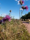 Centaurea apiculata