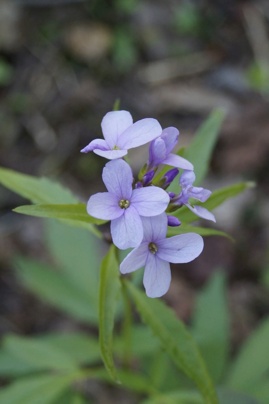 Image of Cardamine bulbifera specimen.