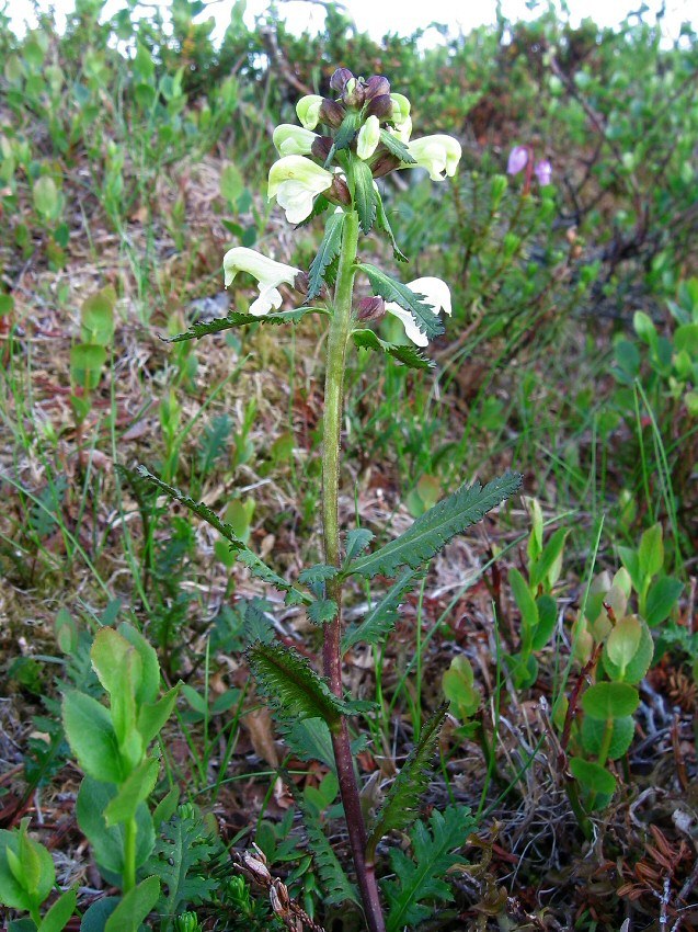 Изображение особи Pedicularis lapponica.