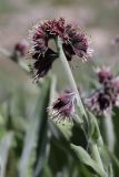 Solenanthus karateginus