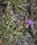Centaurea diffusa