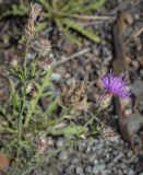 Centaurea diffusa