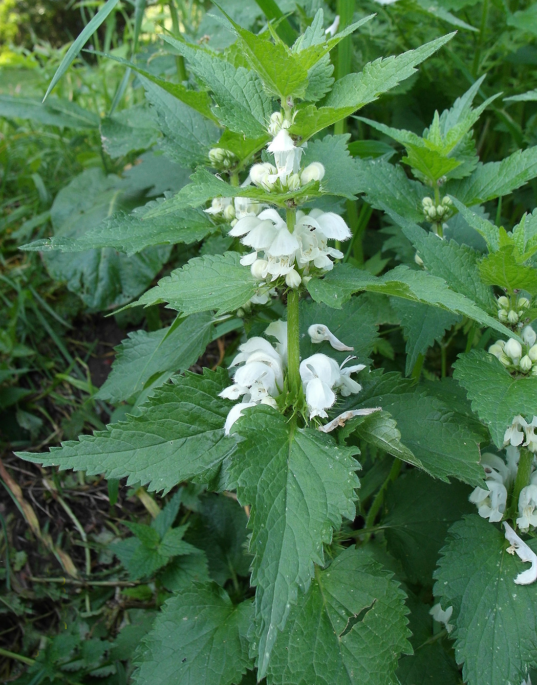 Изображение особи Lamium album.