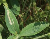 Lathyrus sylvestris