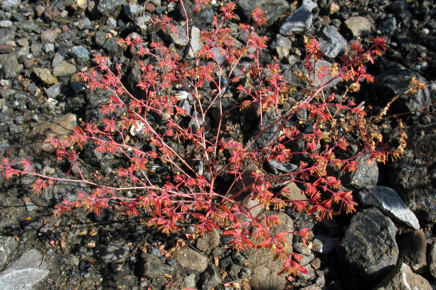 Изображение особи Euphorbia glyptosperma.