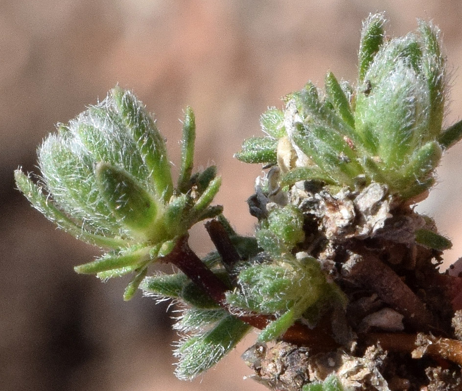 Image of genus Androsace specimen.