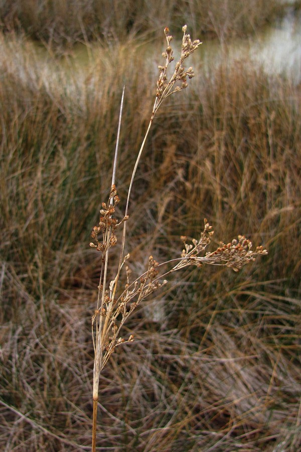Image of Juncus maritimus specimen.