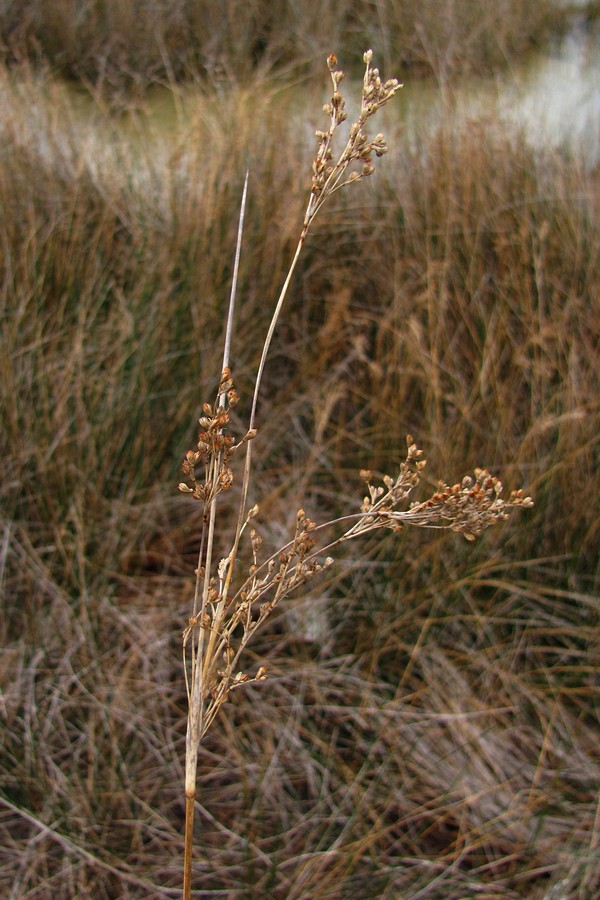 Изображение особи Juncus maritimus.