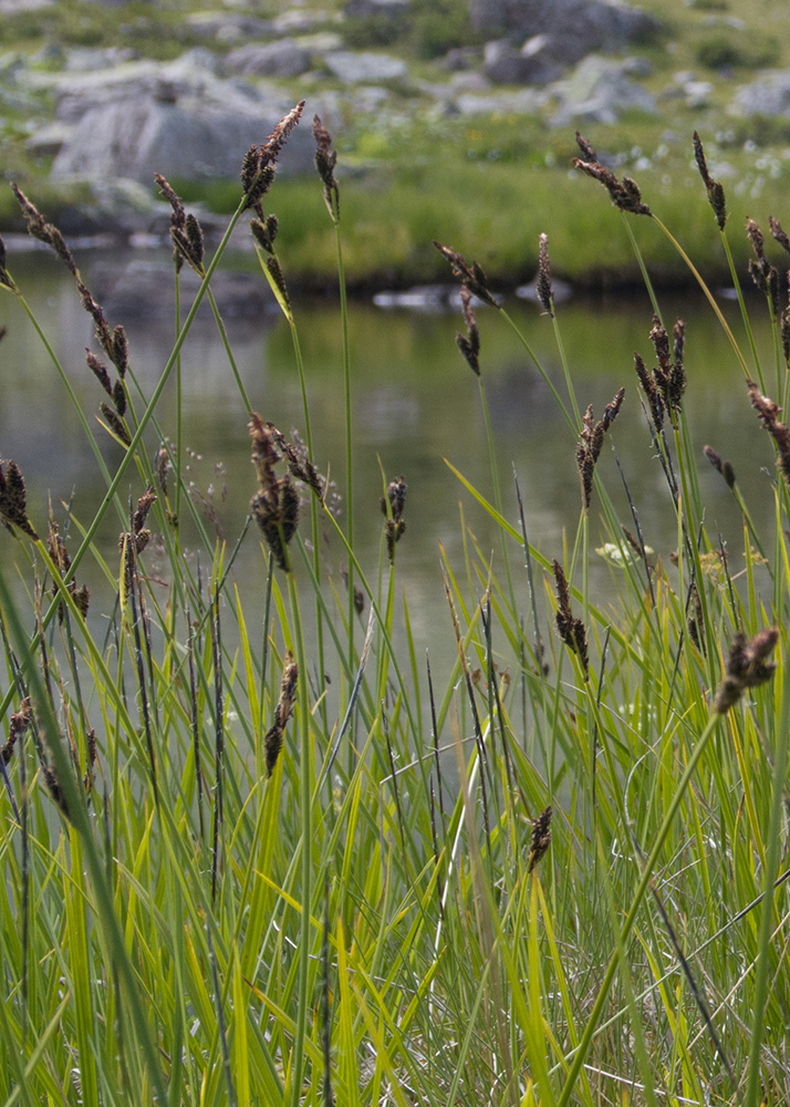 Image of genus Carex specimen.
