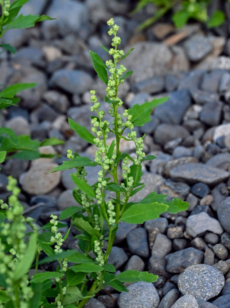 Image of Chenopodium album specimen.