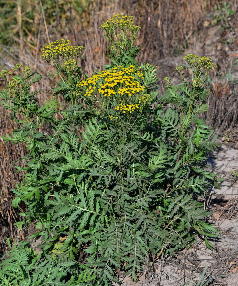 Image of Tanacetum vulgare specimen.