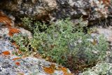 Stellaria dichotoma. Плодоносящее растение. Иркутская обл., Ольхонский р-н, Тажеранская степь, замшелая ниша в гранитном останце. 30 июля 2023 г.