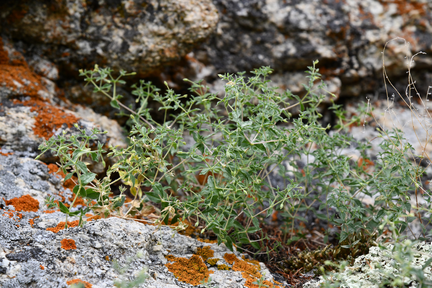 Изображение особи Stellaria dichotoma.