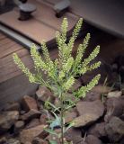 Lepidium densiflorum. Верхушка плодоносящего растения. Пермский край, г. Пермь, Ленинский р-н, станция Блочная, железнодорожная насыпь. 18.06.2023.