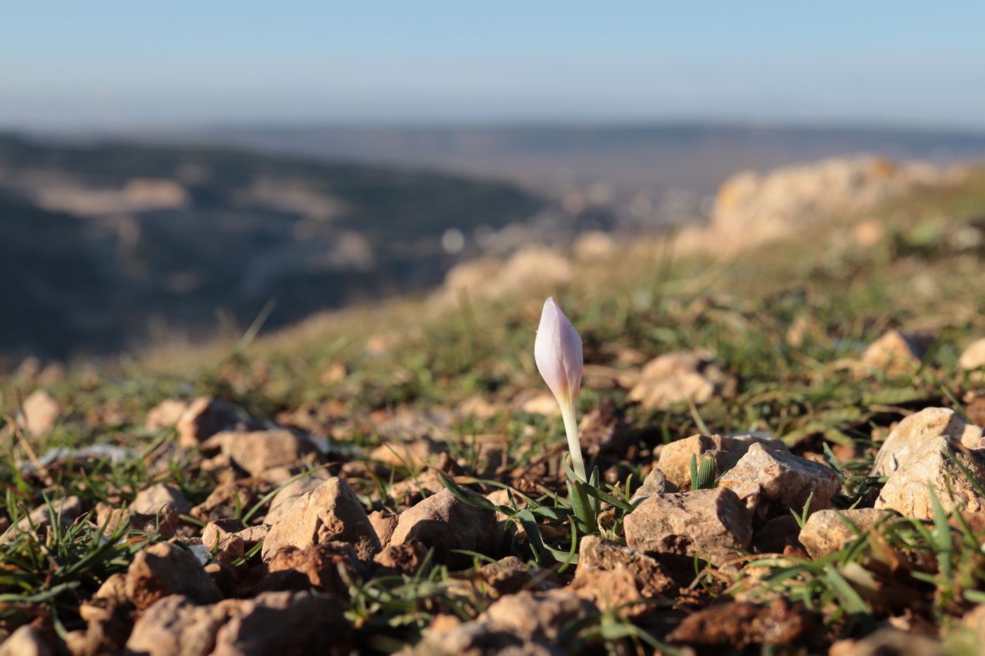 Image of Colchicum triphyllum specimen.