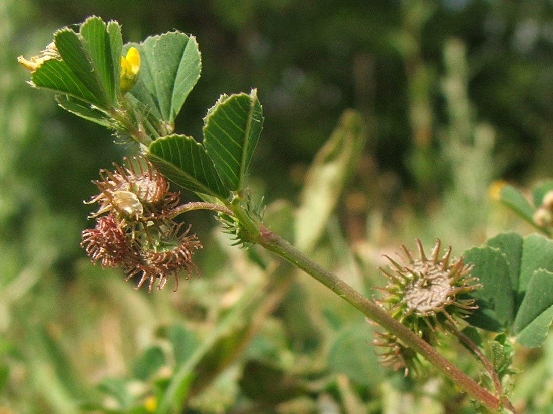 Image of Medicago denticulata specimen.