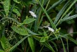 Fimbripetalum radians. Верхушка цветущего растения в каплях воды. Сахалин, Макаровский гор. округ, бухта Тихая, приморский луг. 16.08.2022.