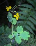 Chelidonium majus. Верхушка цветущего и плодоносящего растения. Пермский край, Добрянский р-н, окр. с. Полазна, опушка в хвойном лесу. 30.07.2023.