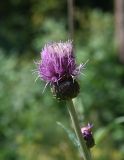 Cirsium heterophyllum. Соцветие с сидящим клопом. Челябинская обл., Златоустовский гор. округ, национальный парк \"Таганай\", приют «Гремучий ключ», луг. 7 июля 2023 г.