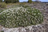 Astragalus tragacantha. Цветущее растение. Испания, автономное сообщество Каталония, провинция Жирона, комарка Баш Эмпорда, муниципалитет Тороэлья-де-Монгри, окр. устья р. Тер, в составе галофитной растительности на месте осушенных маршей прибрежной зоны \"Платера\" (Platera). 28.03.2023.