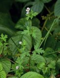 Geranium sibiricum