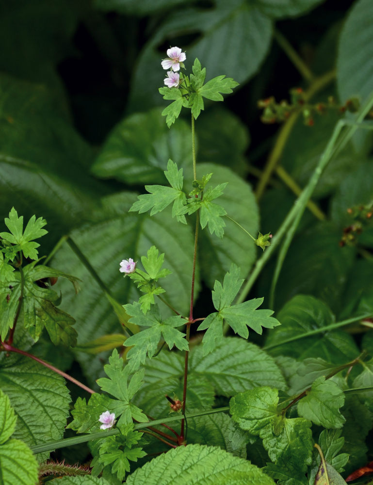 Изображение особи Geranium sibiricum.