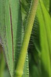 Panicum miliaceum