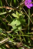 Geranium palustre