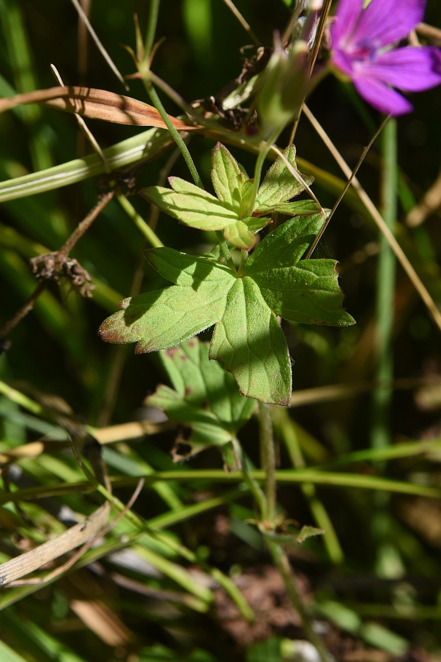 Изображение особи Geranium palustre.