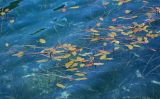 Potamogeton natans